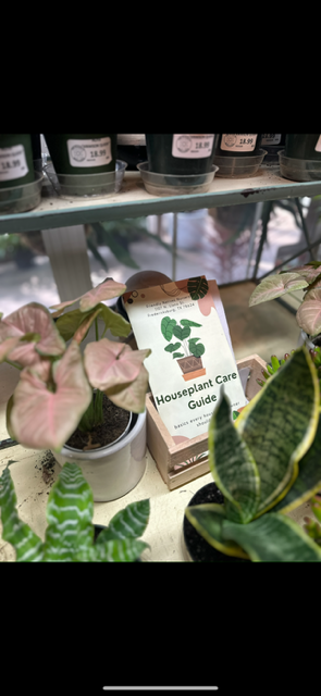 Houseplant Care Guide booklet surrounded by various potted houseplants on store shelf.