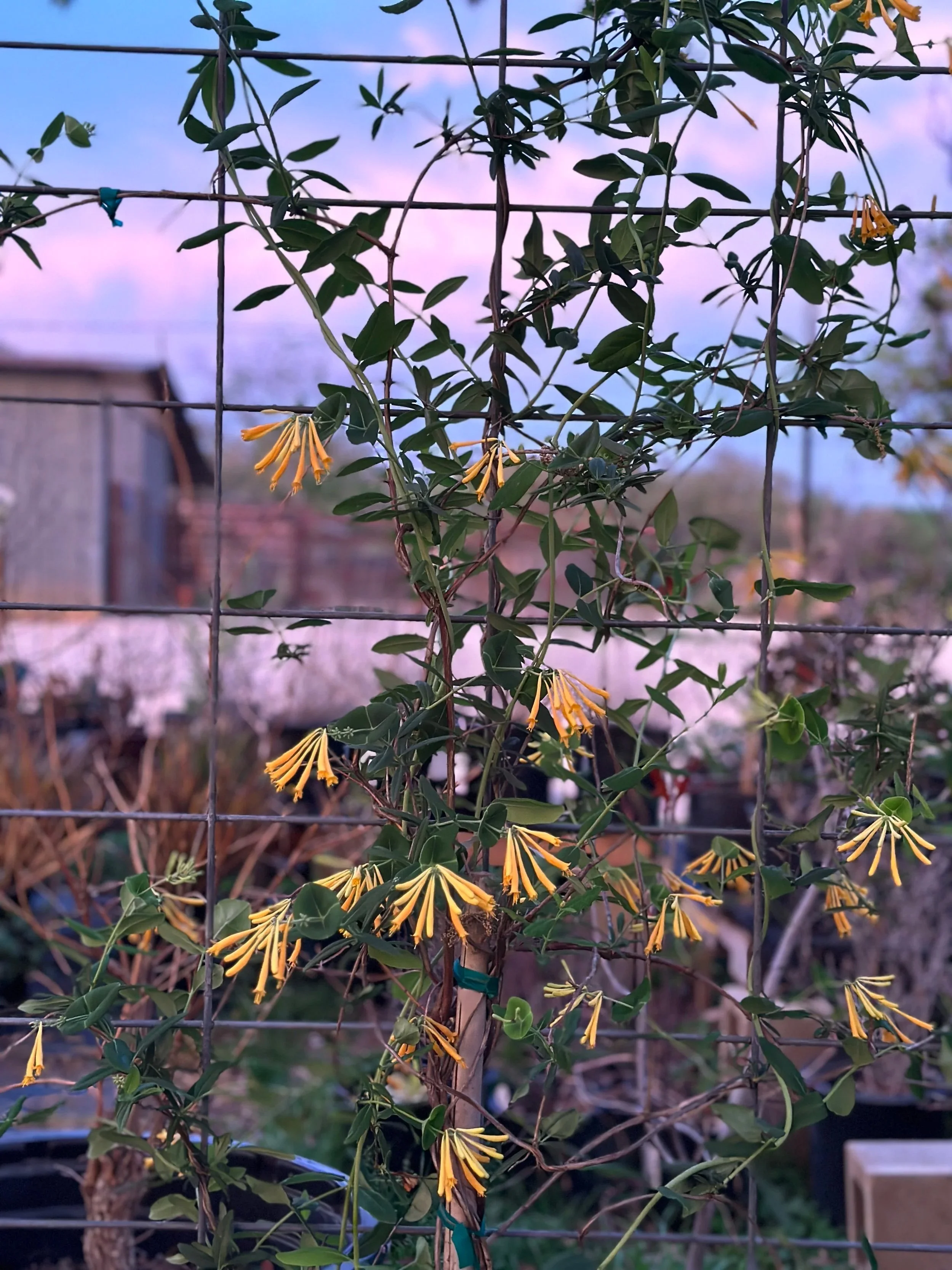 A climbing plant with small green leaves and yellow tubular flowers growing on a wire trellis against a purple and pink sky at sunset.