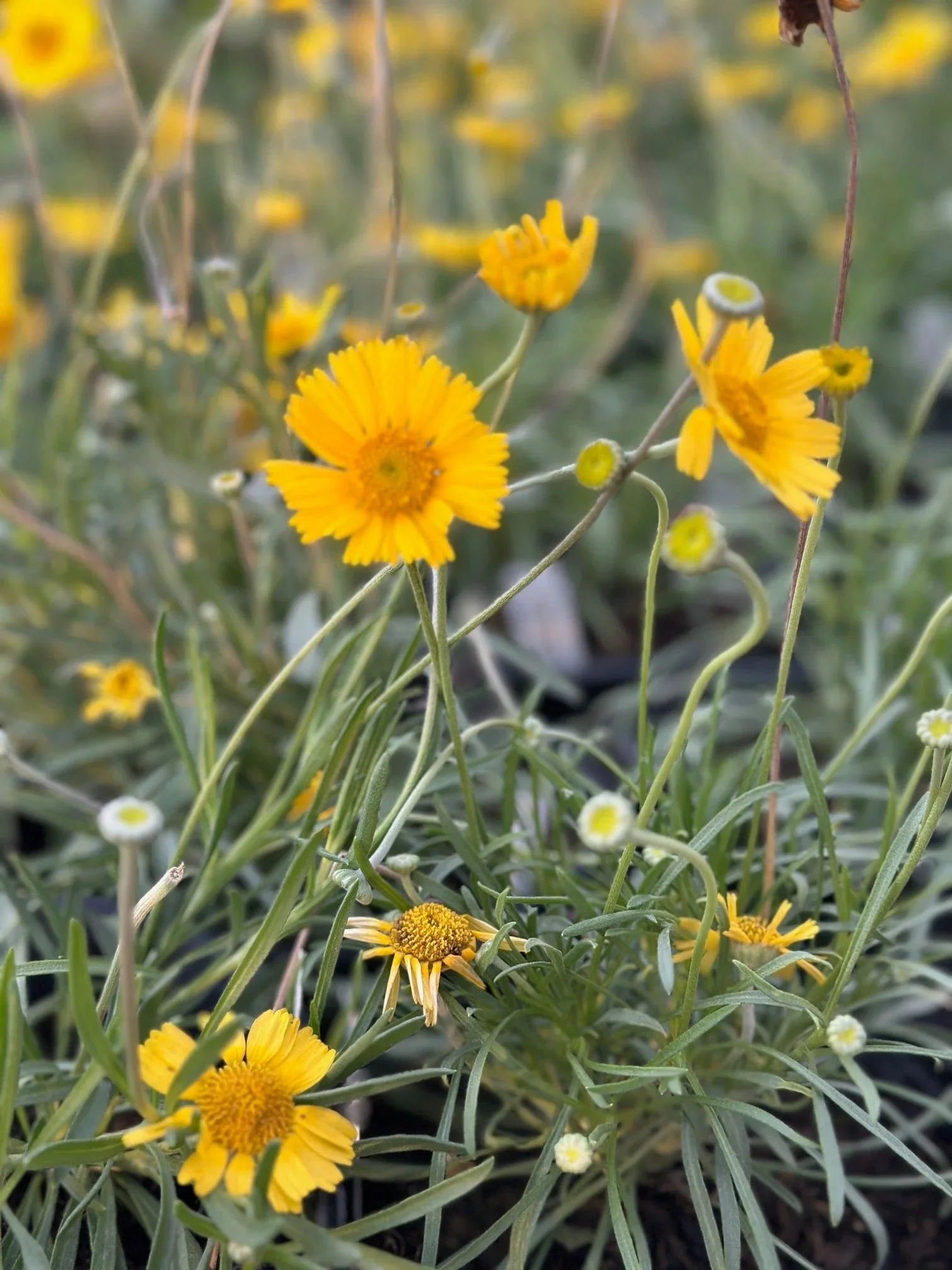 Close-up of yellow wildflowers with green foliage in the background.