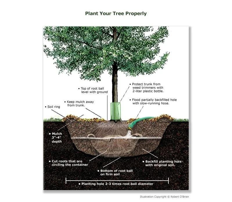 Properly plant tree.jpg