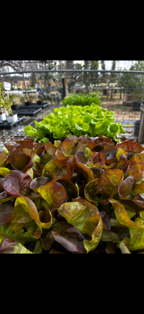 Lettuce and leafy greens growing in a greenhouse or garden.