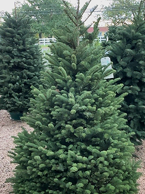 A decorated Christmas tree outdoors with some white ornaments.