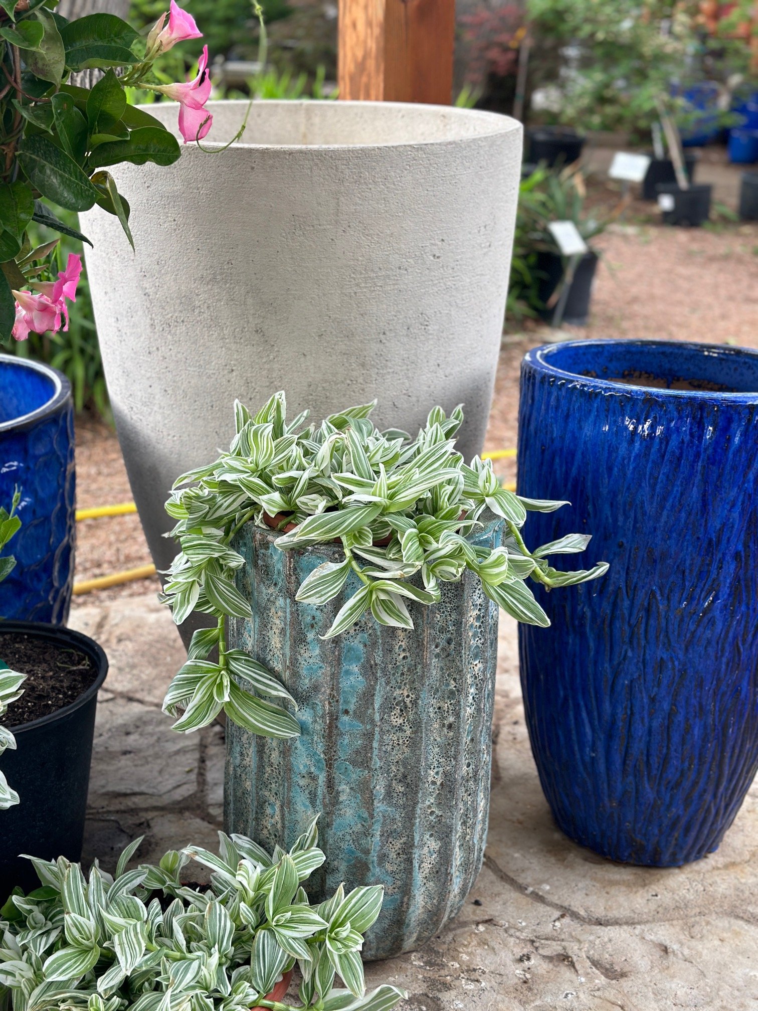 Various potted plants, including a large white textured pot, a small striped green and white plant in a vertical textured ceramic pot, and two large blue glazed pots, all outside on a stone surface with greenery in the background.