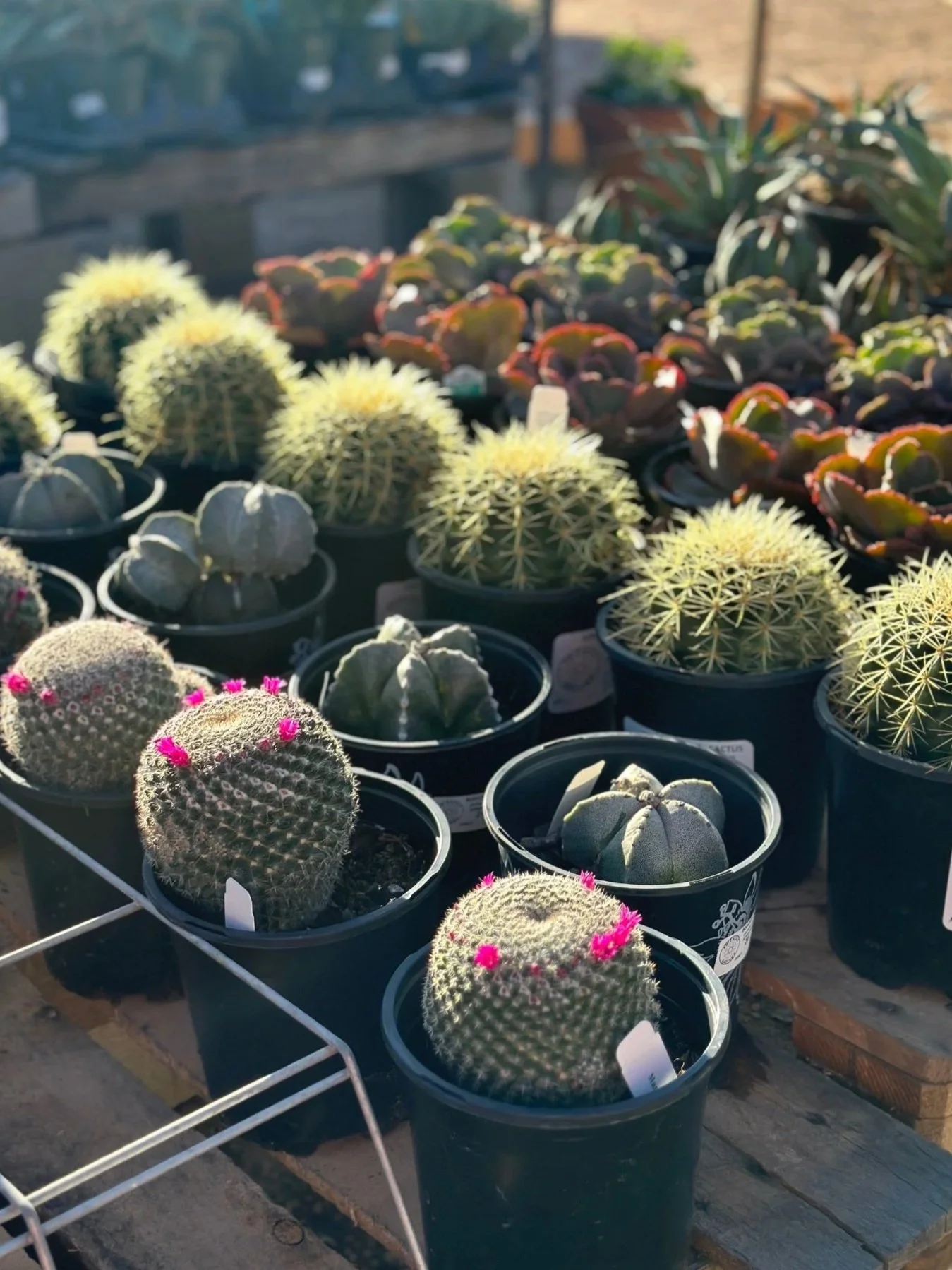Various potted cacti and succulents on a wooden surface, with sunlight illuminating the plants.