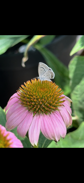 A butterfly resting on a pink flower with a yellow-orange center, surrounded by green foliage.