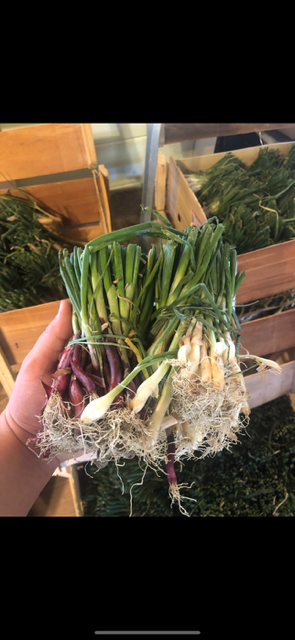 Hand holding freshly picked green onions with purple and white roots, in a grocery store or market setting.