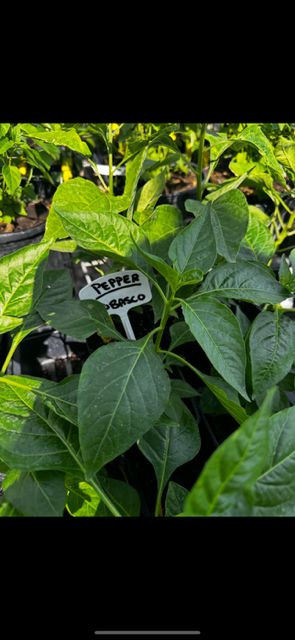 Green pepper plant with a white label reading 'Pepper' in a garden or greenhouse.
