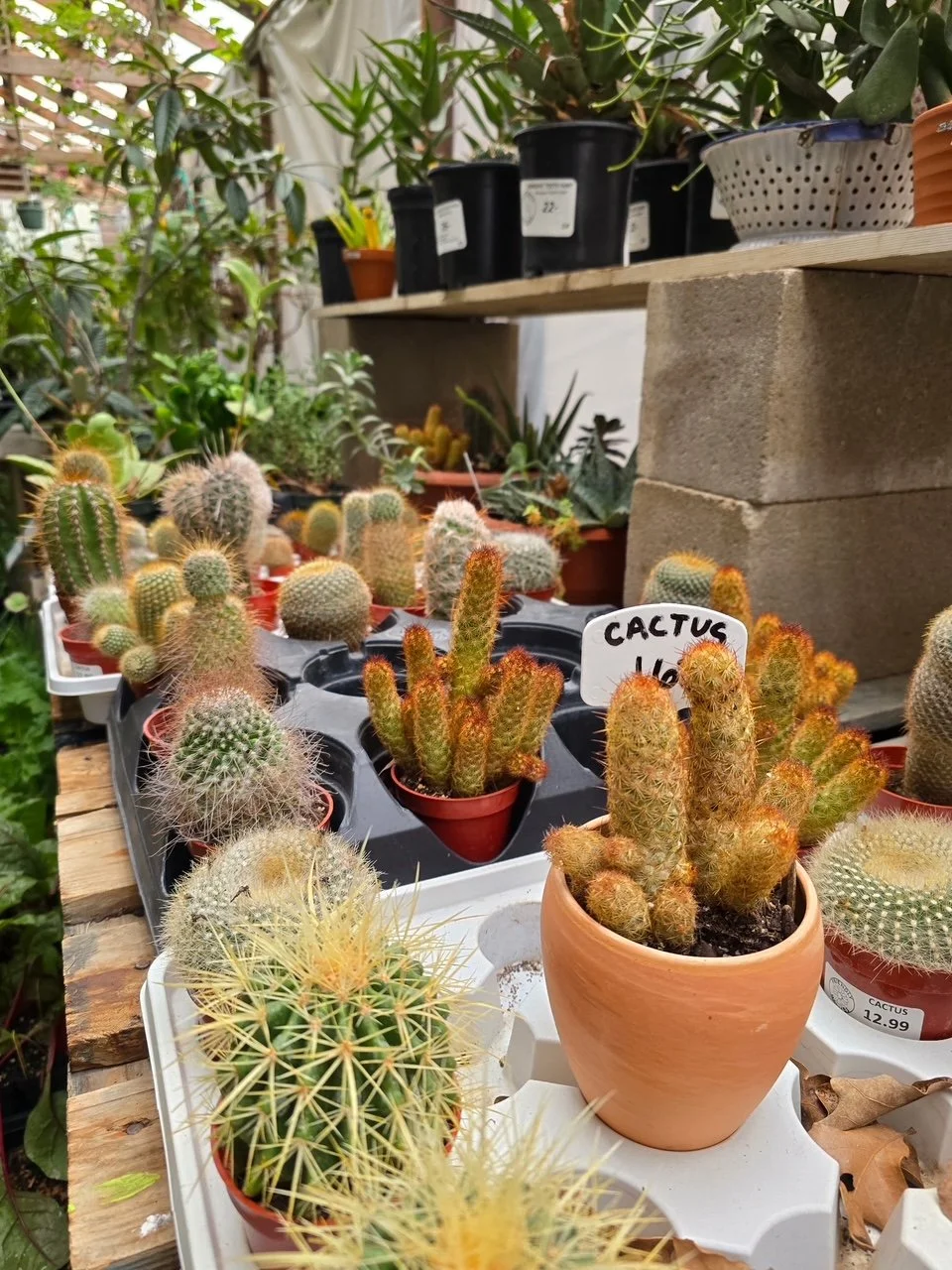 Various potted cacti arranged on shelves and tables in a greenhouse or nursery, with a handwritten sign that says 'CACTUS' in the foreground.