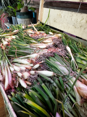 Freshly harvested spring onions or scallions with green tops and white bulbs, displayed in a wooden crate.