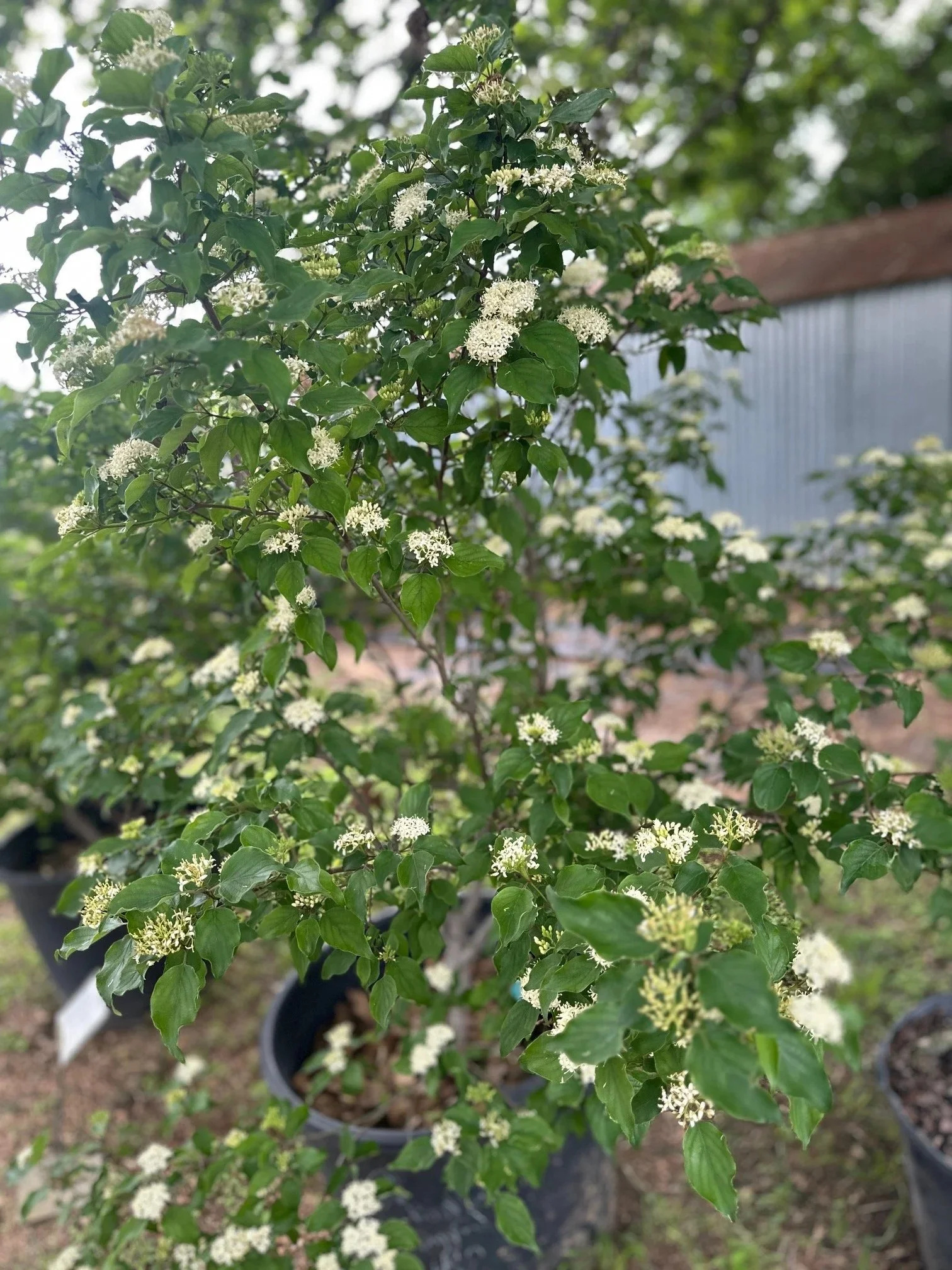 A plant with green leaves and small white flowers growing in a black pot outdoors.