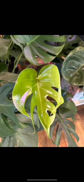 Close-up of a vibrant green Monstera leaf with characteristic splits and holes, surrounded by other green plant leaves.