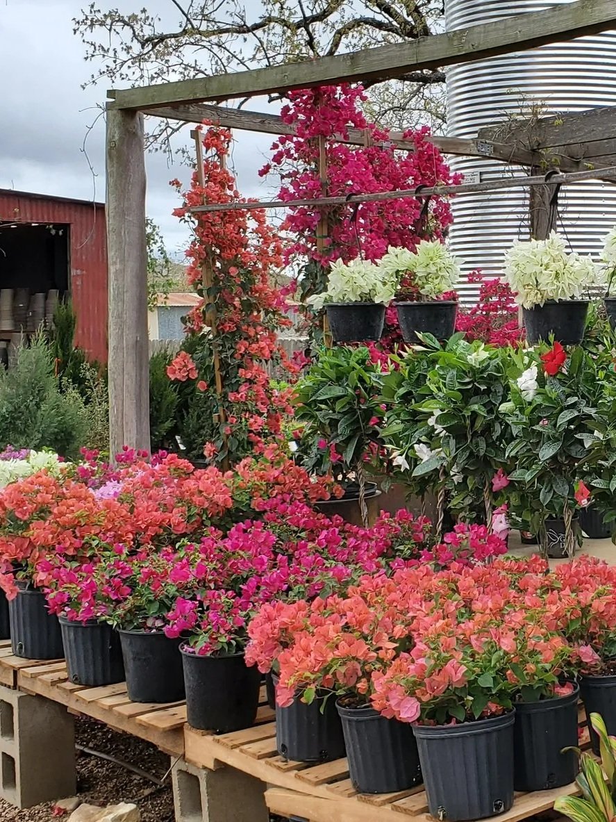 A variety of colorful flowering plants in black pots on a wooden pallet, with a garden structure, a metal water tank, and a cloudy sky in the background.