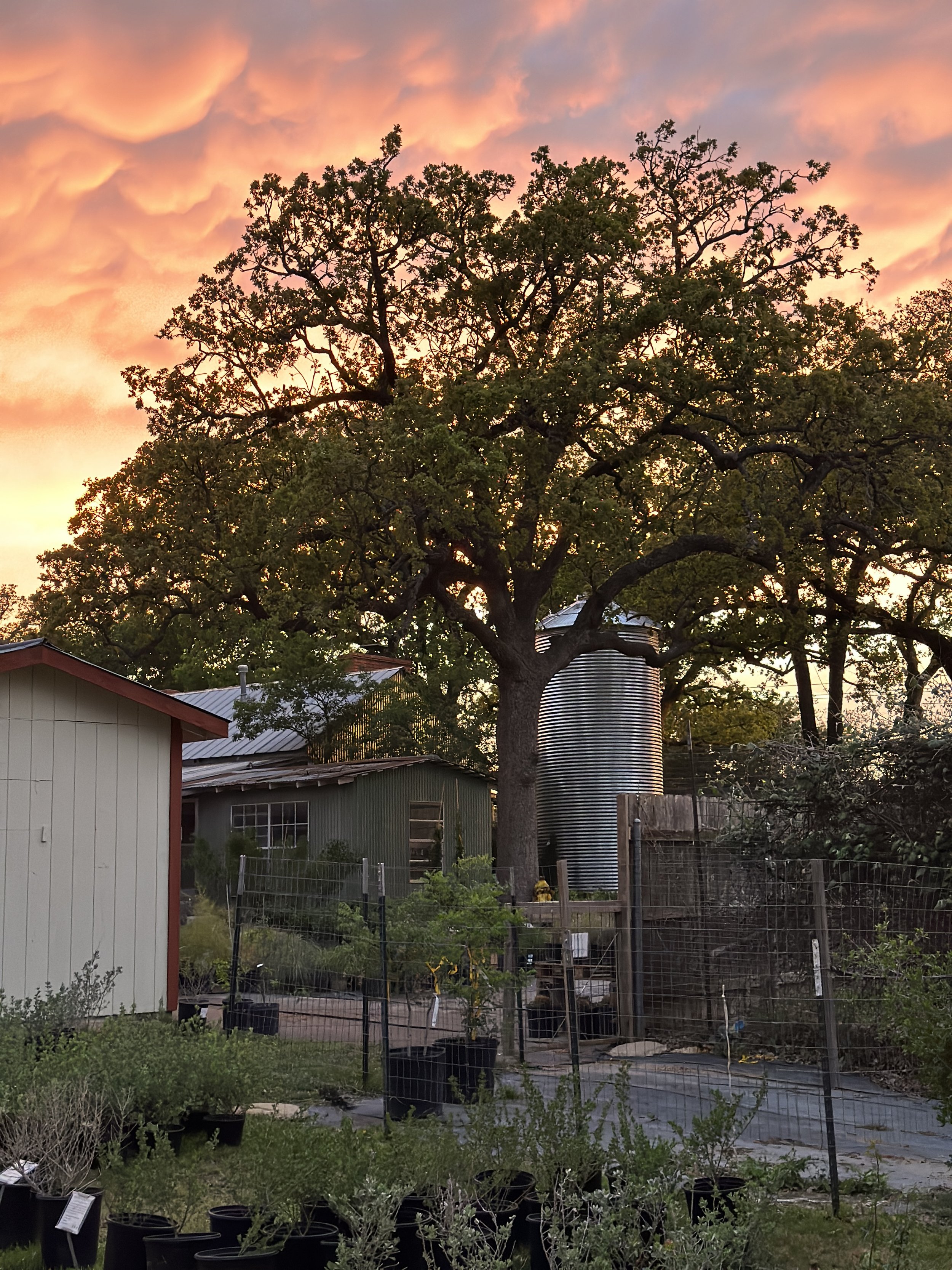A backyard scene at sunset with a large tree, some garden sheds, a tall metal grain silo, and various potted plants.