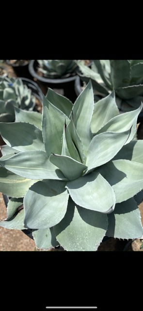 Close-up of a green succulent plant with thick, fleshy leaves in a rosette pattern, outdoors with sunlight.