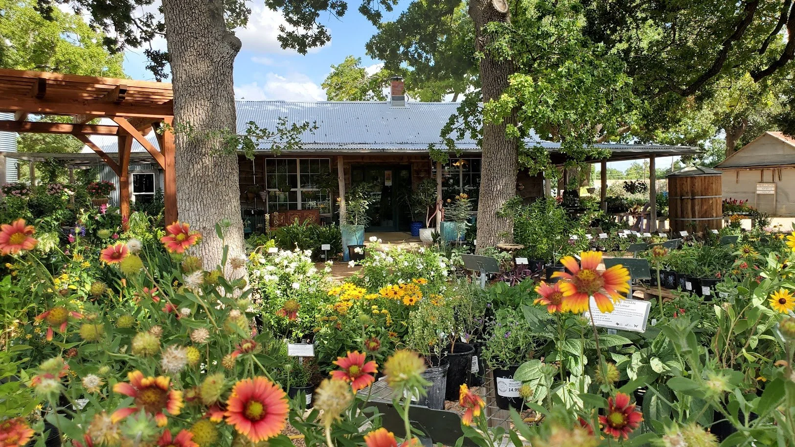 A garden center with various potted flowering plants in the foreground, two large trees, and a rustic building in the background, under a partly cloudy sky.