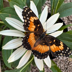A butterfly with black, orange, and white wings resting on a white flower with green leaves in the background.