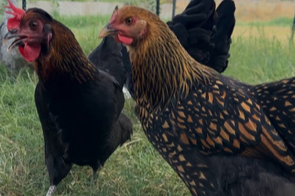 Two chickens standing on grass in a farmyard, one black and the other with brown and black feathers.