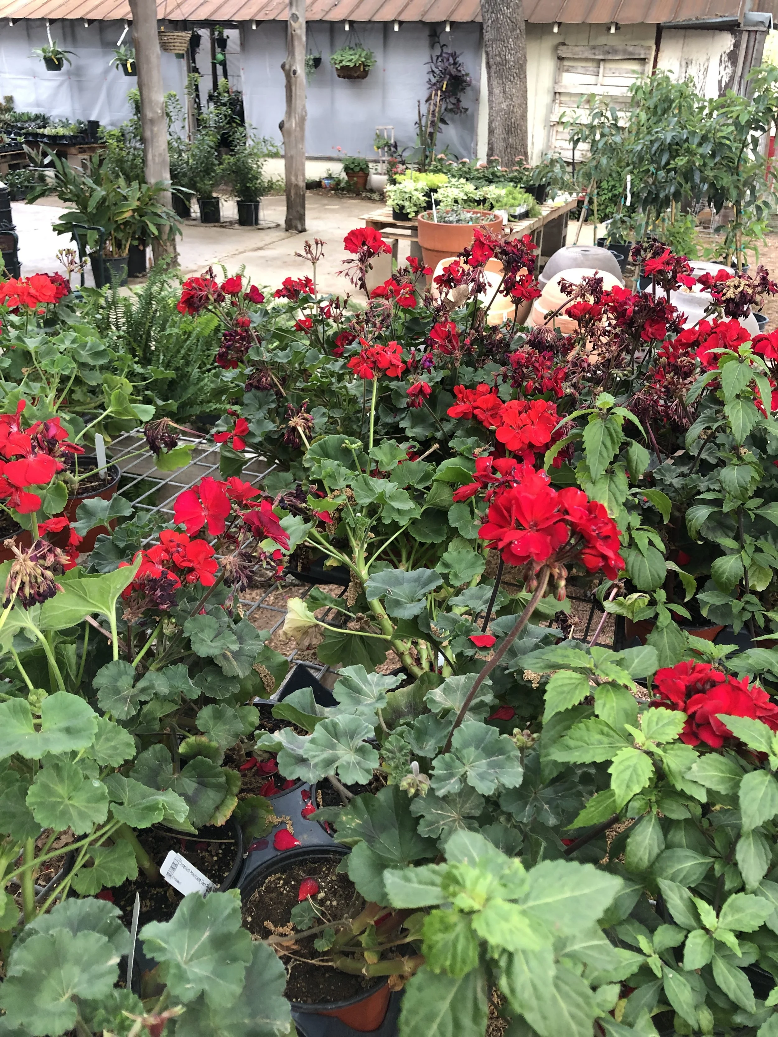 A garden center with a variety of potted plants, including red flowering plants and green leafy plants, arranged on tables and shelves under a wooden roof structure.
