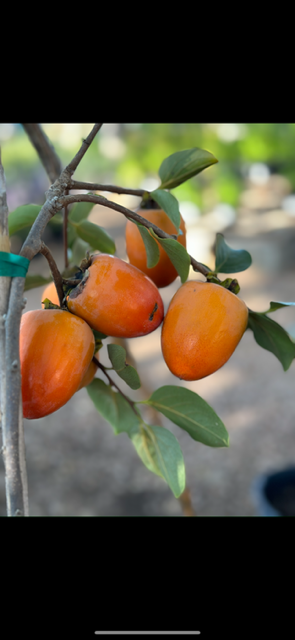 Close-up of ripe persimmons hanging from a branch with green leaves.