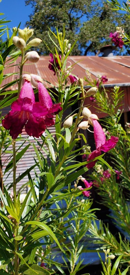 Pink and white flowers blooming on a green plant in a garden under a clear blue sky.