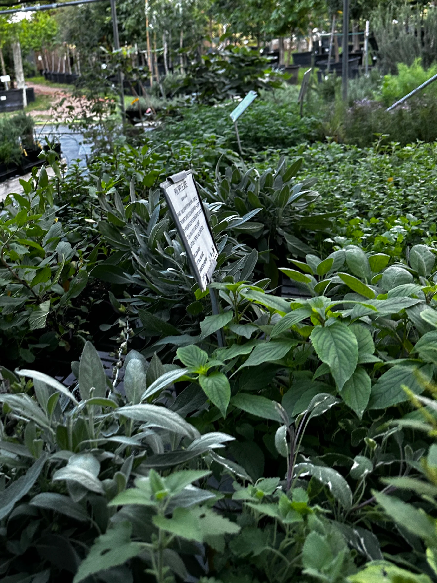 Assorted potted plants on display at a garden center with informational signs, surrounded by greenery and outdoor garden area.