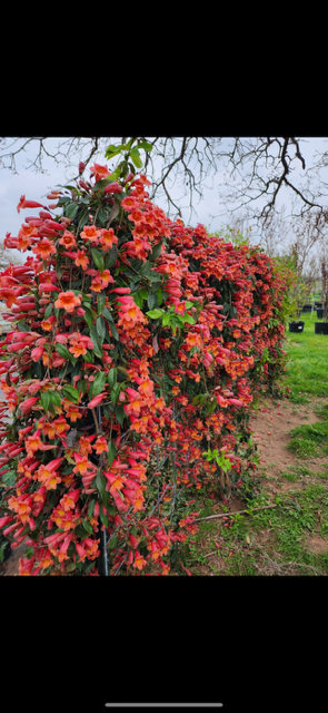 Pink and orange flowering plants growing on a tall hedge in a park, with bare tree branches and green grass in the background.