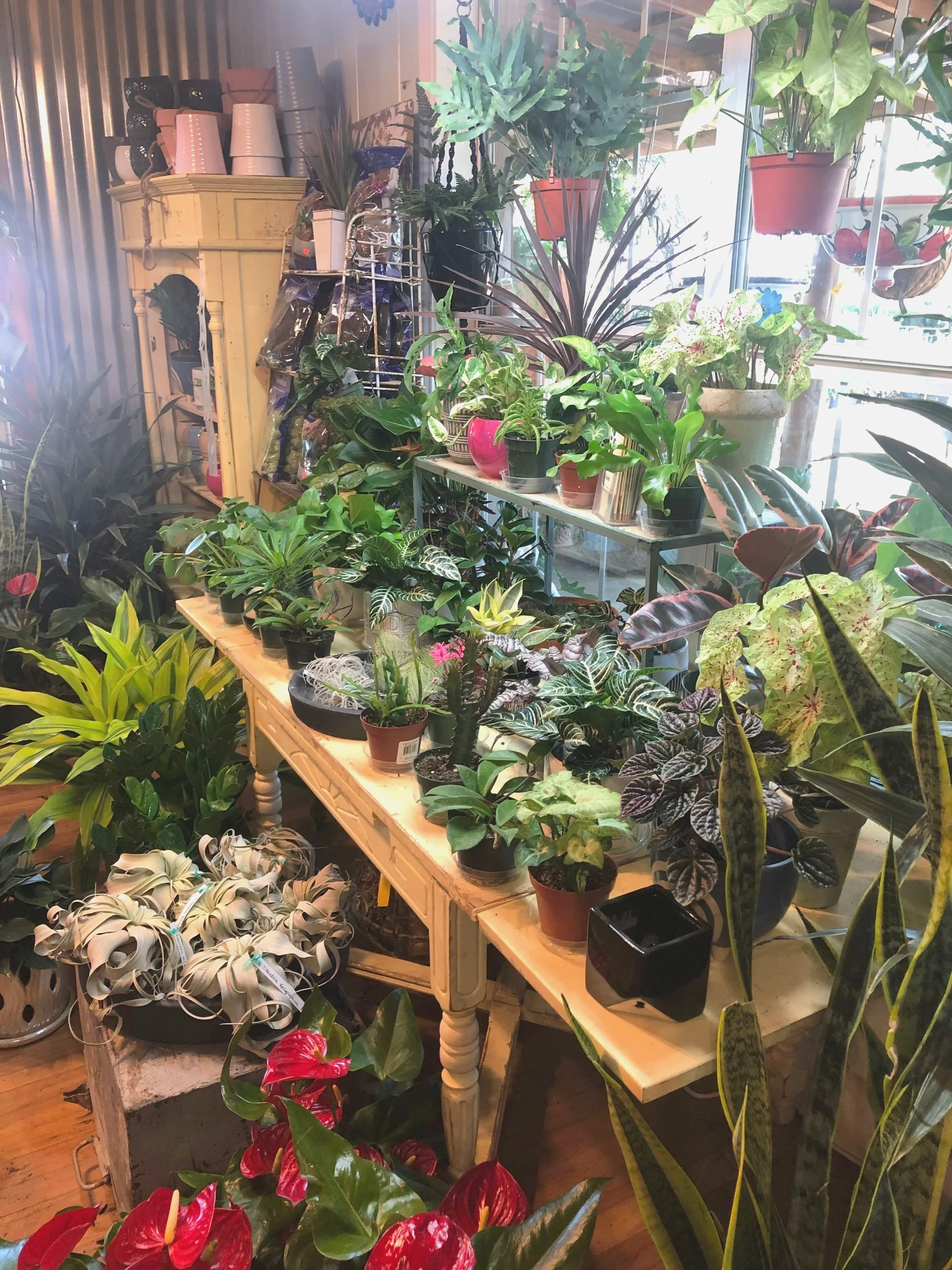 Indoor plant shop with various potted houseplants arranged on wooden and metal shelves and tables, sunlight shining through the windows.