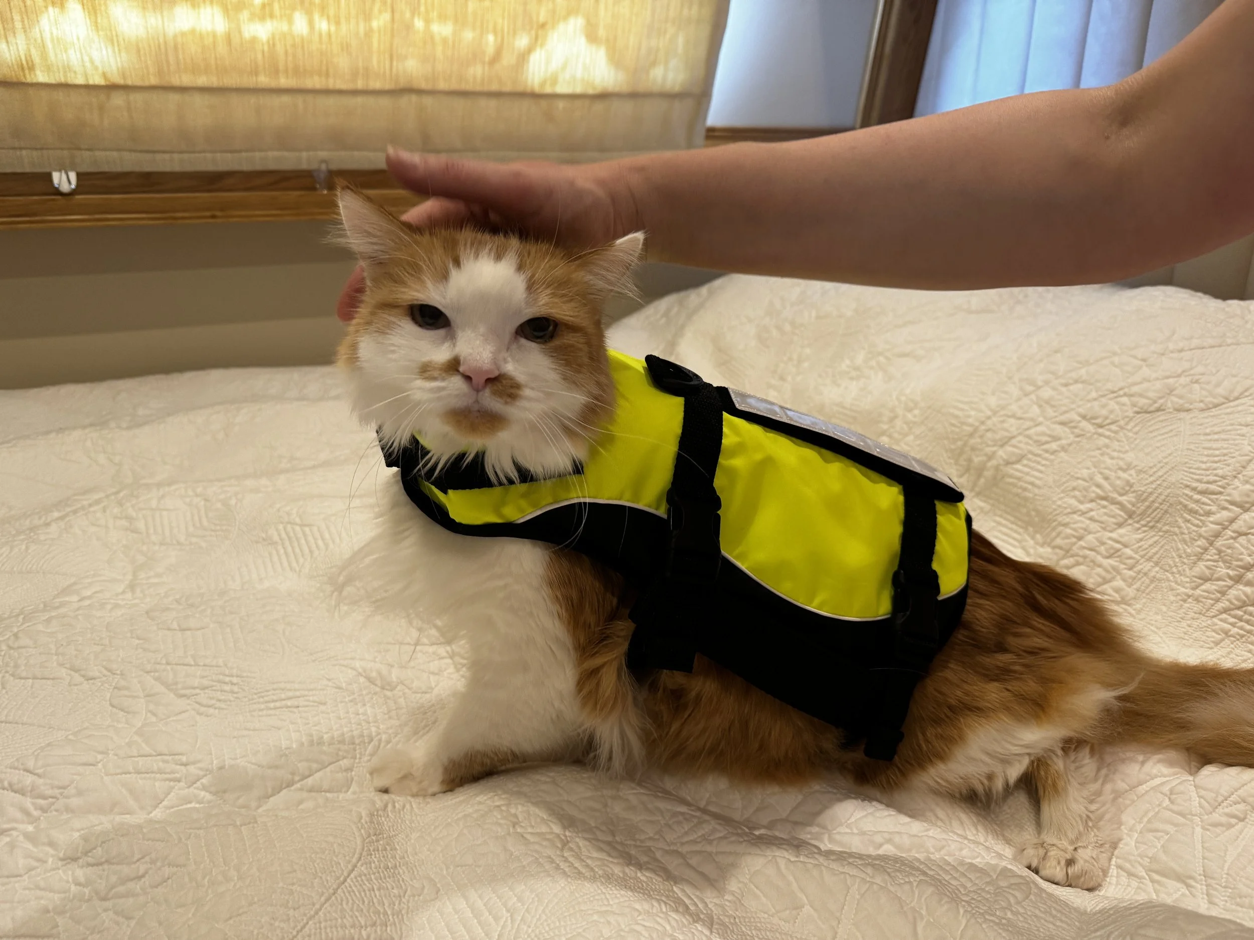 A ginger and white cat wearing a yellow harness being petted on the head by a person's hand while lying on a white quilted bedspread.