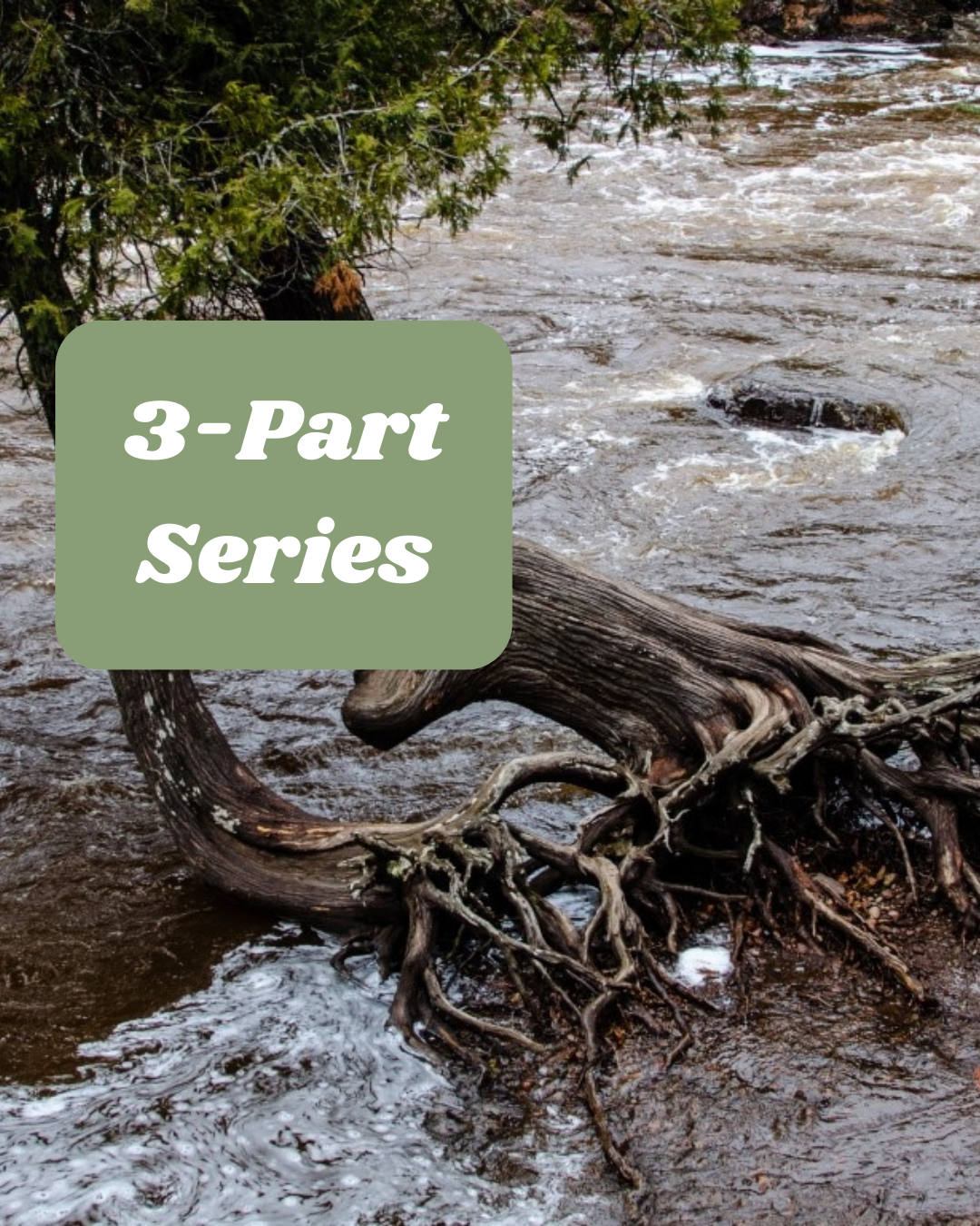 Somatics for Fighting Authoritarianism - 3-Part Series