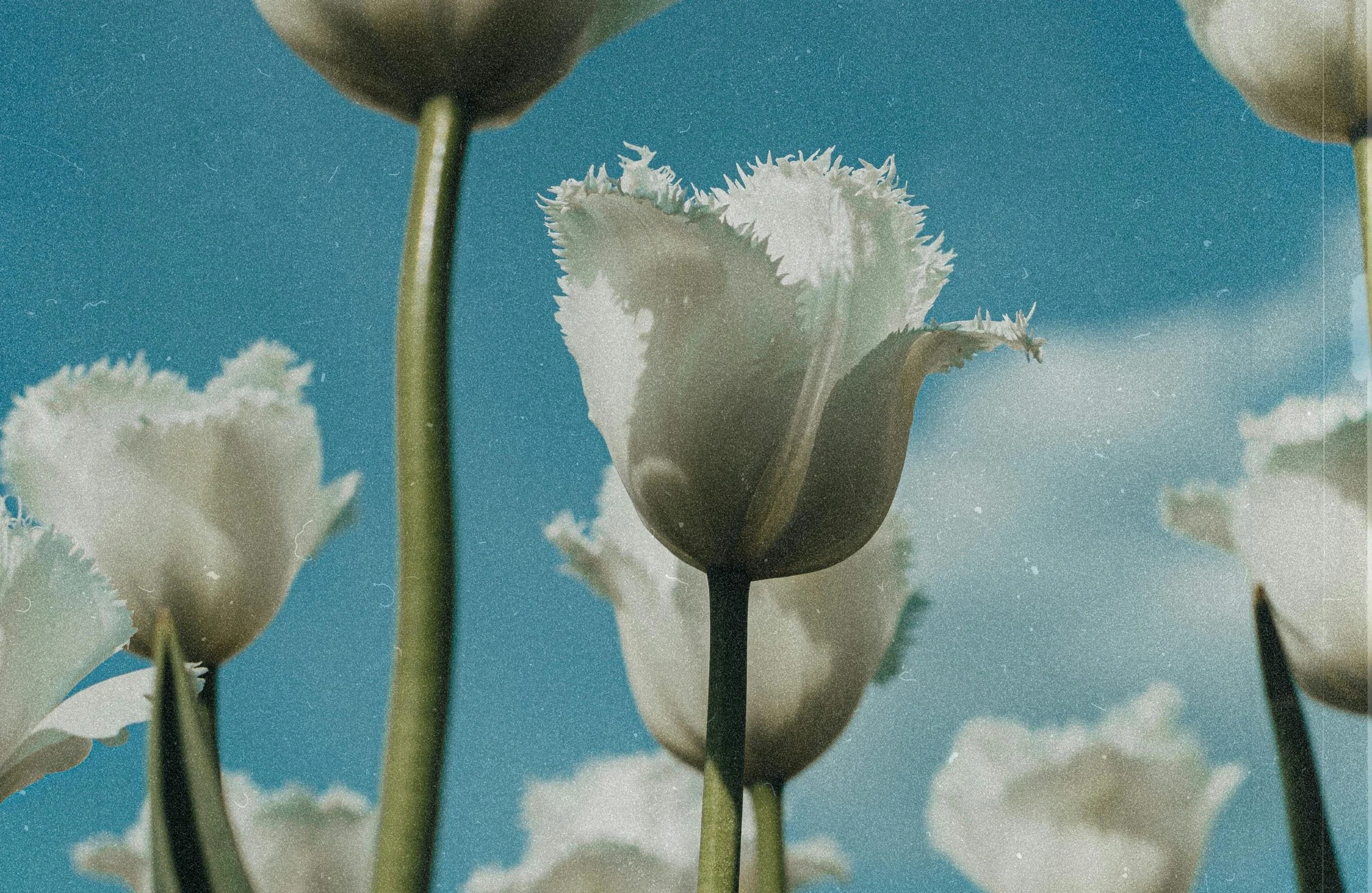 tulips in a field