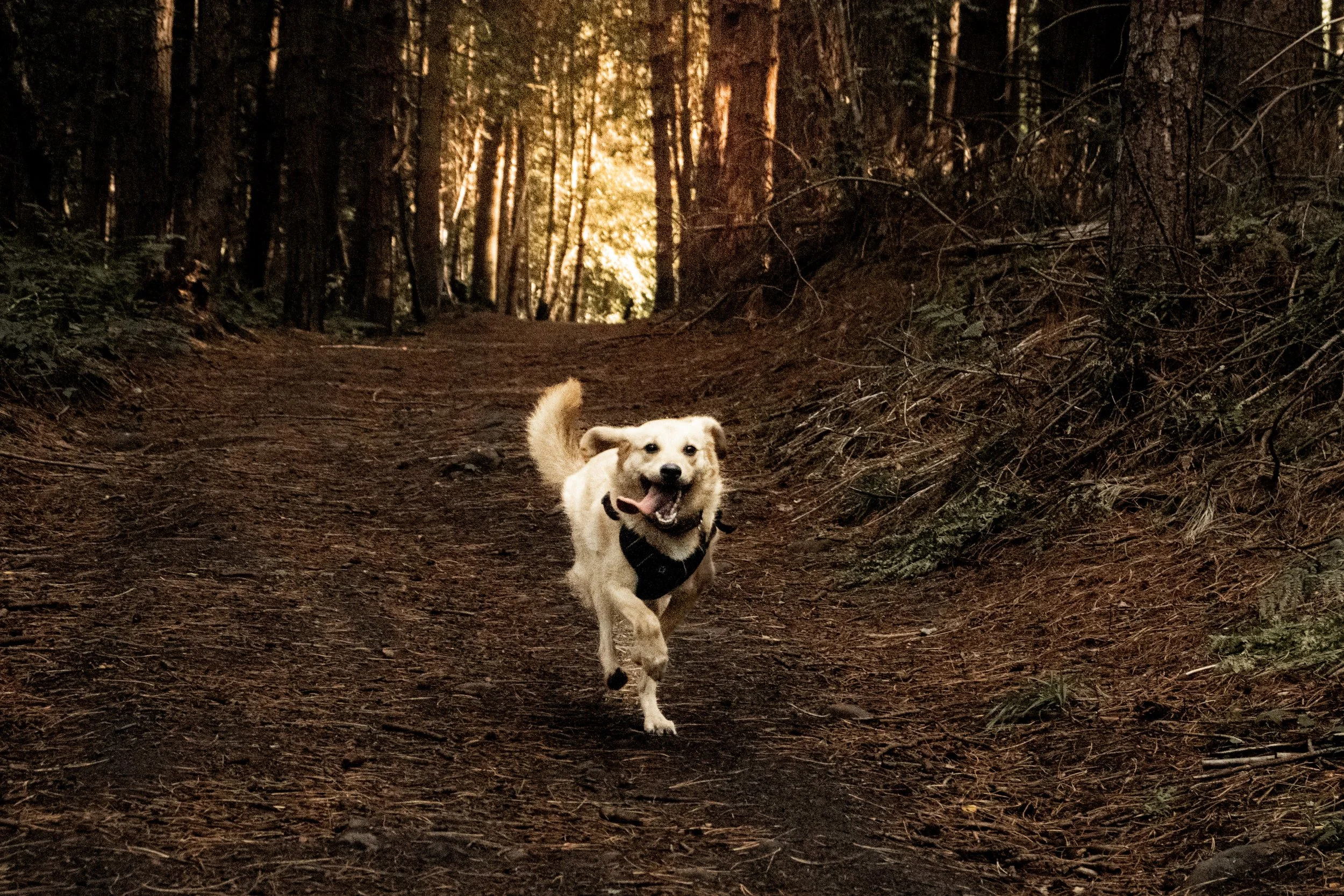 A happy dog running on a trail in a forest during sunset.