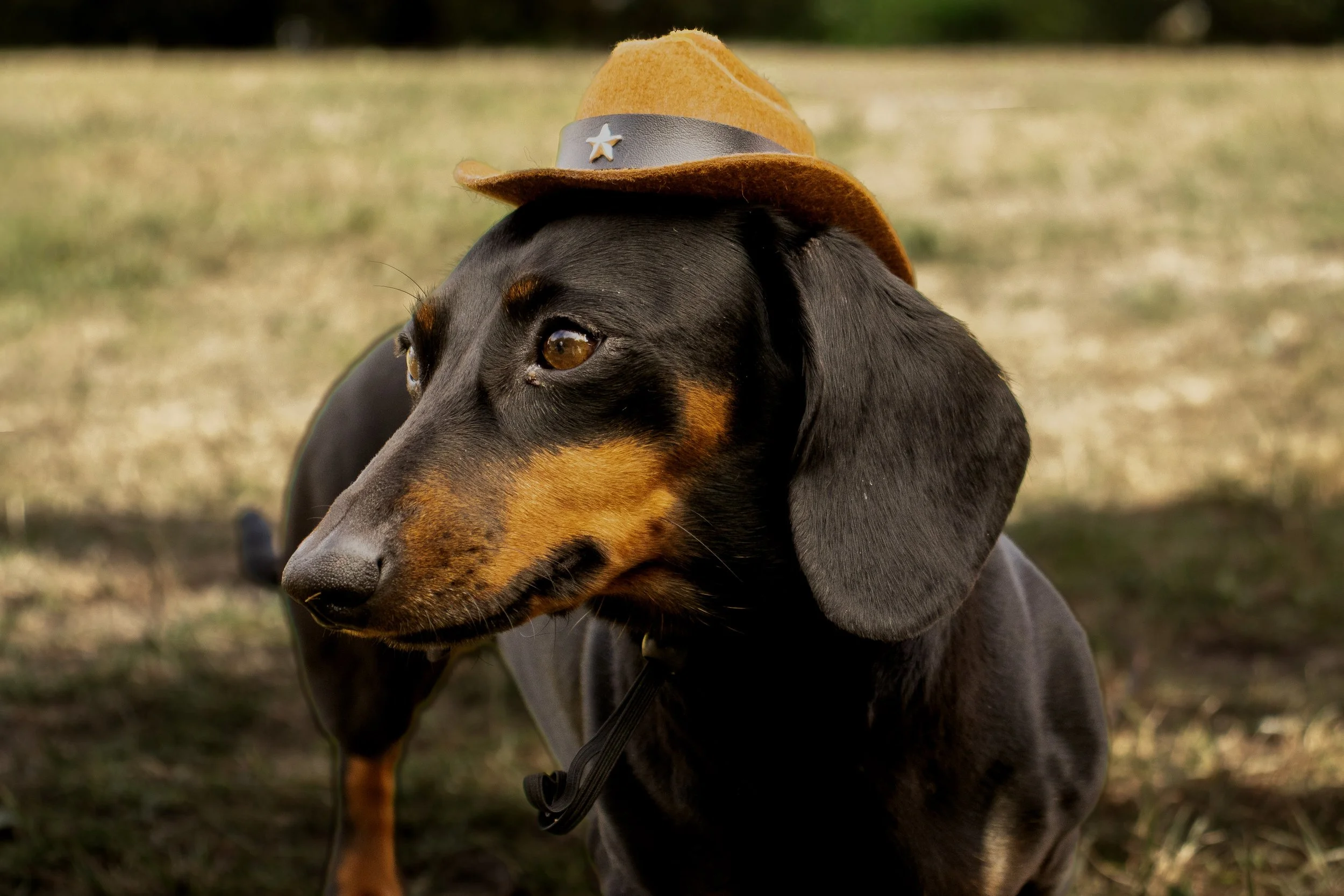 A black and tan dachshund wearing a small cowboy hat with a star on it, outdoors on a grassy area.