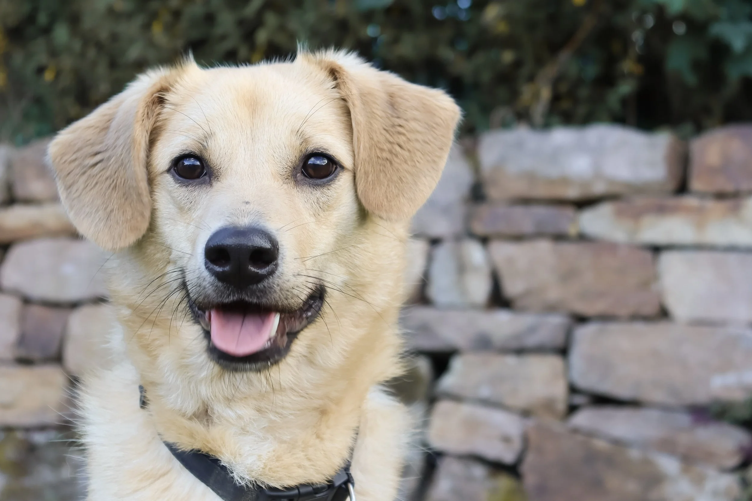 A happy, light-colored dog with floppy ears and a pink tongue, standing outdoors in front of a stone wall.