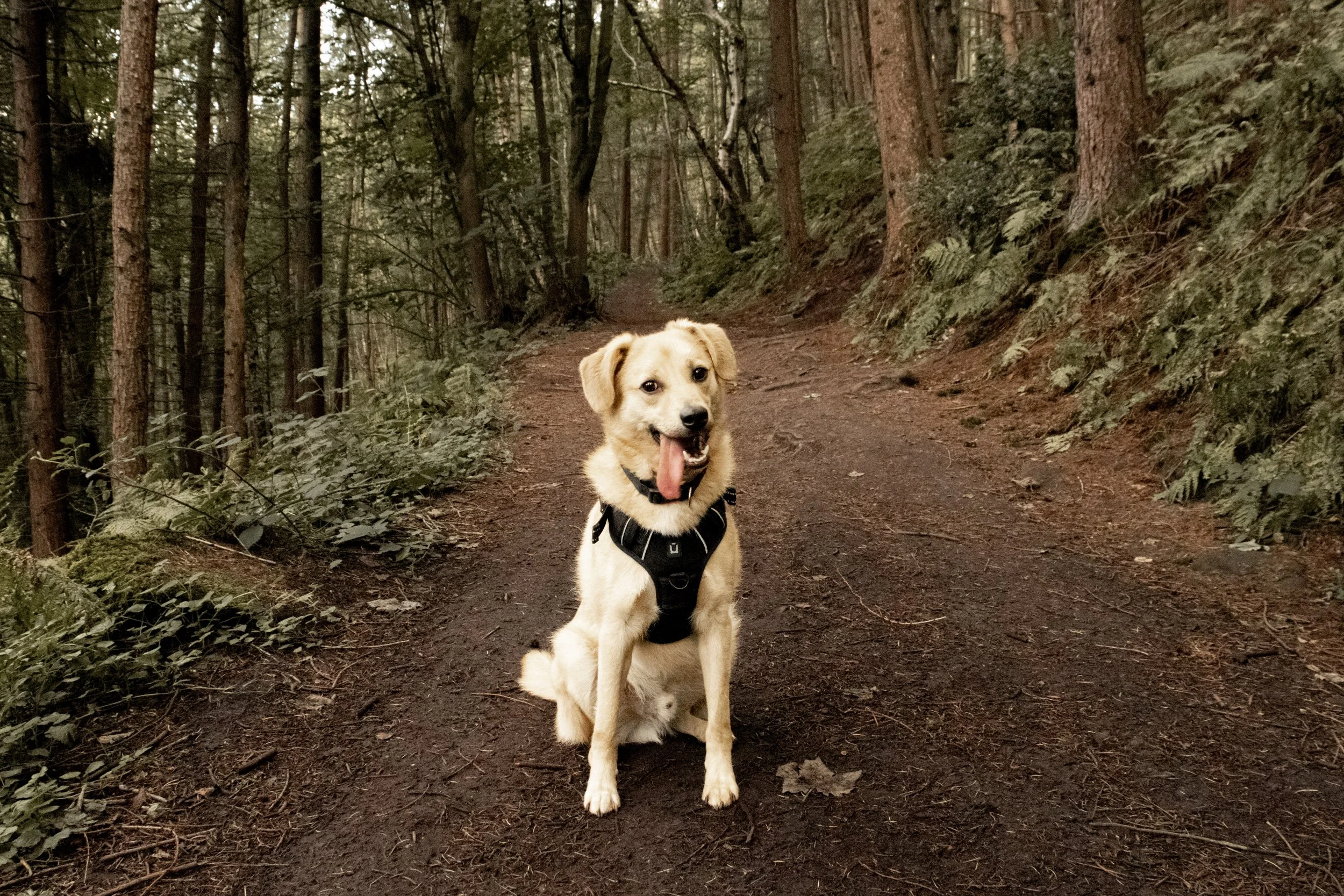 A happy dog sitting on a dirt trail in a dense forest with tall trees and green foliage.