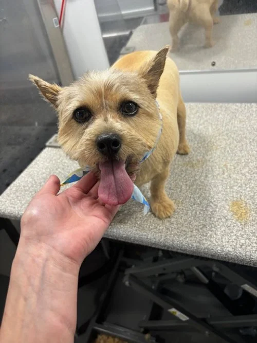 This is Ele, one of my girls I groomed at my old job Furryland Mobile Grooming!