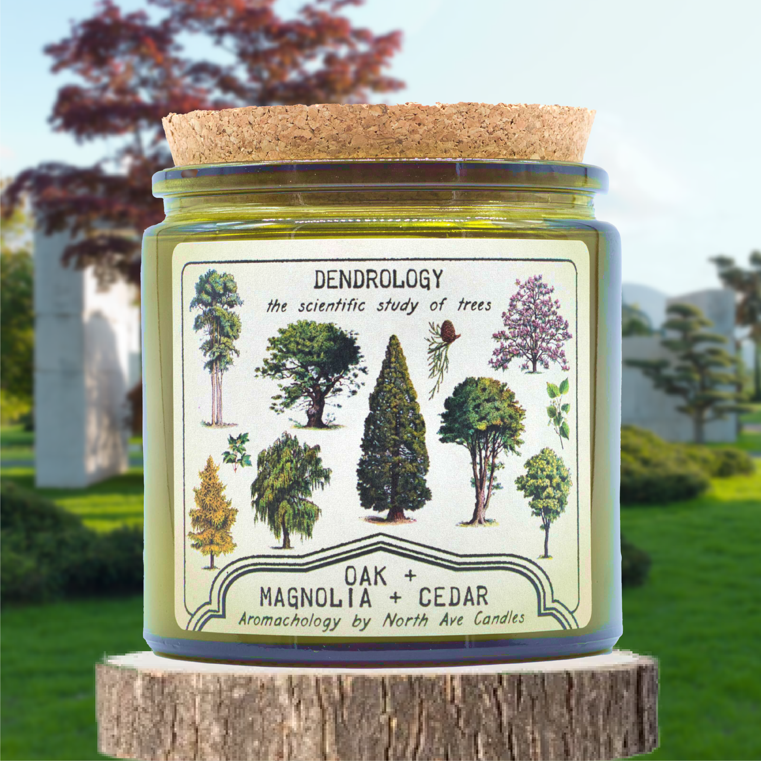 A candle labeled 'Dendrology' with illustrations of various trees, placed on a tree stump outdoors with a grassy park and trees in the background.