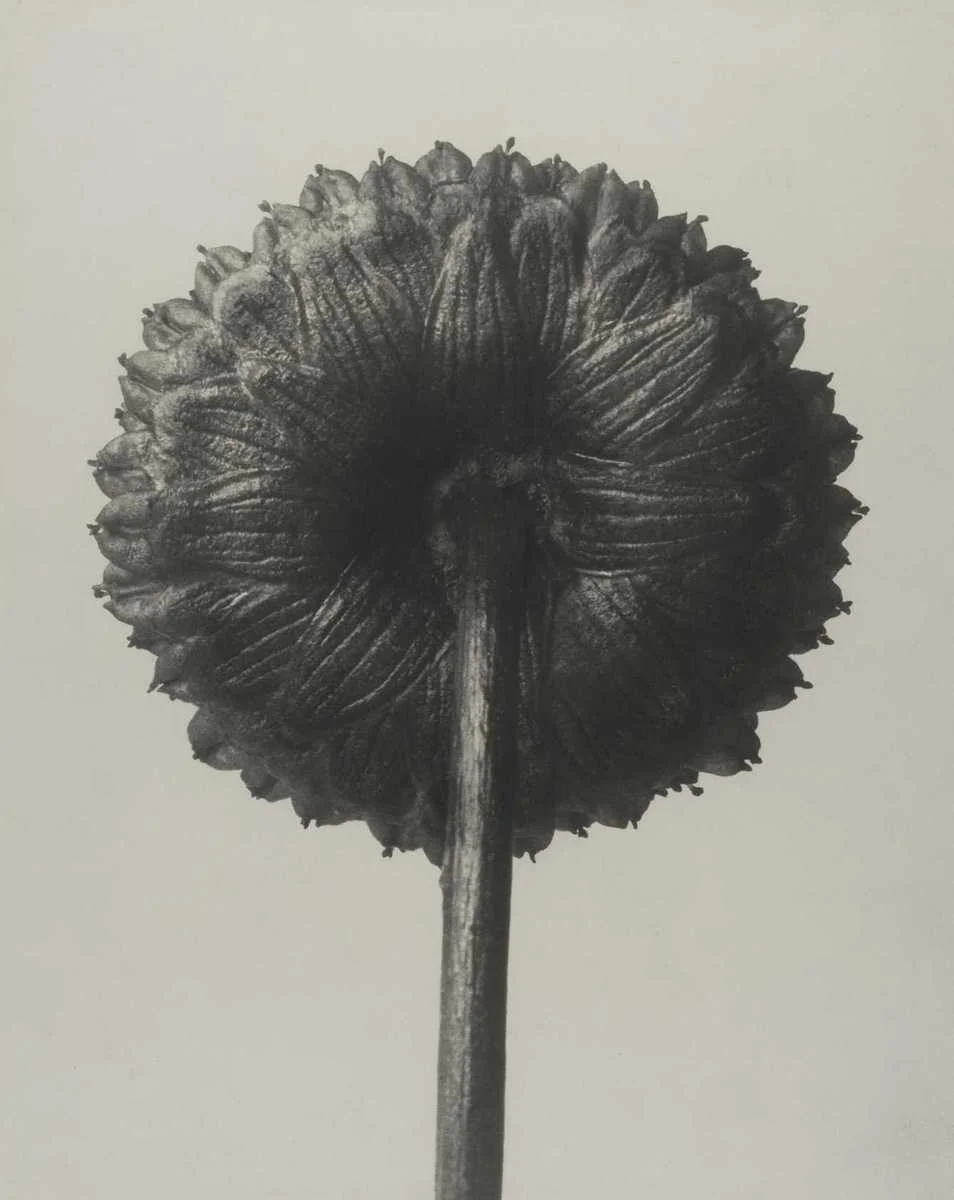 Formas orgânicas, Karl Blossfeldt e a fotografia como ferramenta de estudo.