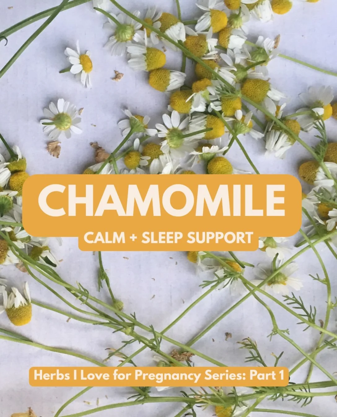 One of the most gentle yet powerful herbs for pregnancy, postpartum, and breastfeeding: chamomile. 🌼

A steaming mug of chamomile tea with honey is such a comfort - whether you&rsquo;re feeling a little anxious, dealing with tension or indigestion, 