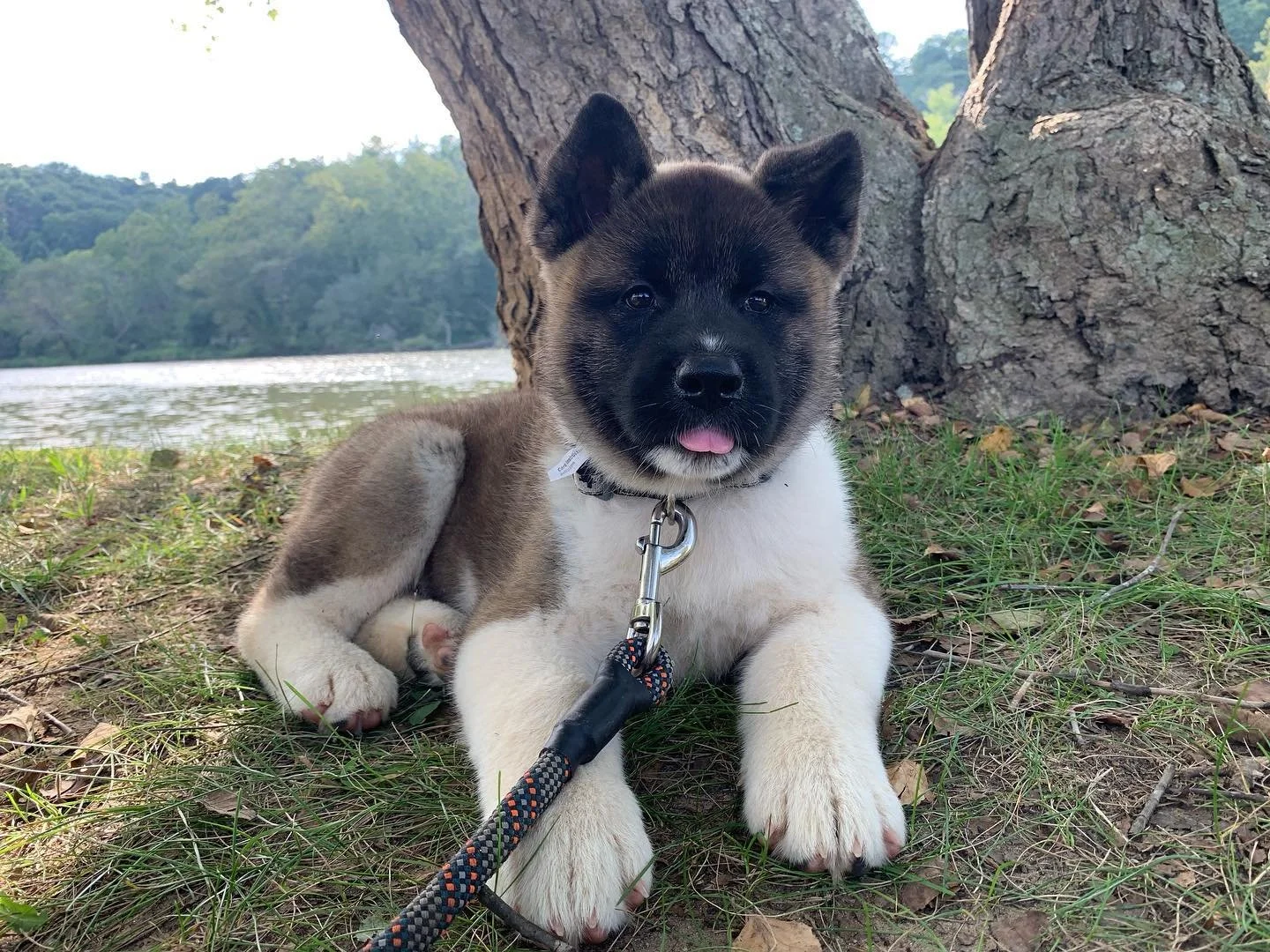 Kuma🐻🐾