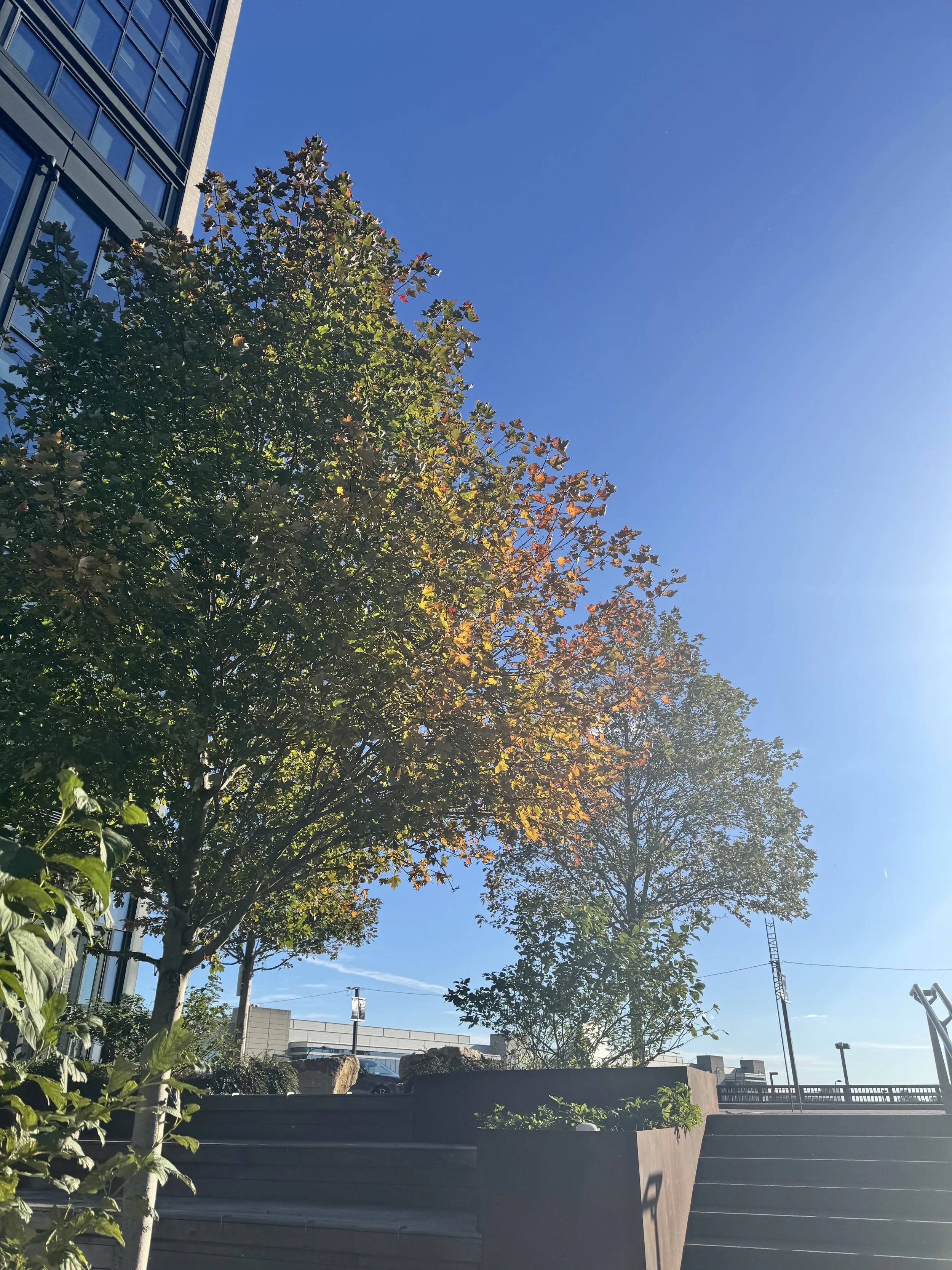 Searching for Bananas in Boston