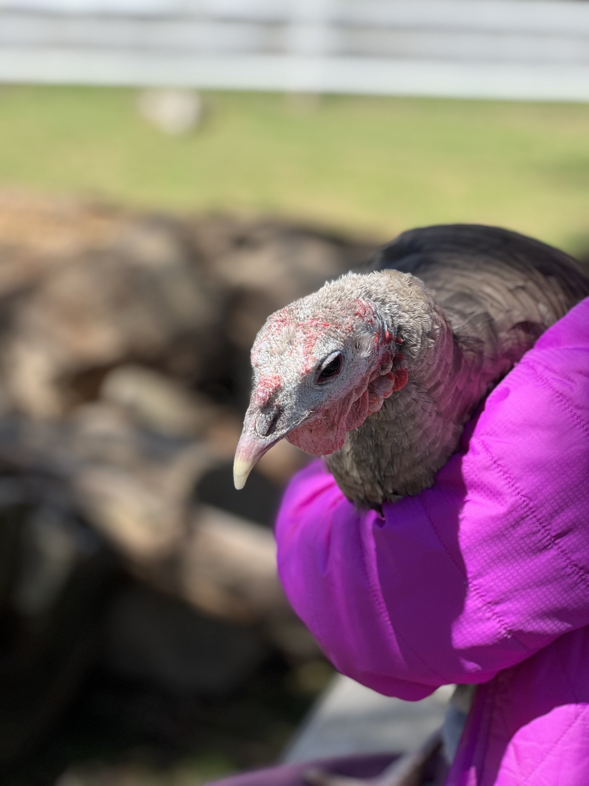 November is a hard month for turkeys (and vegans)