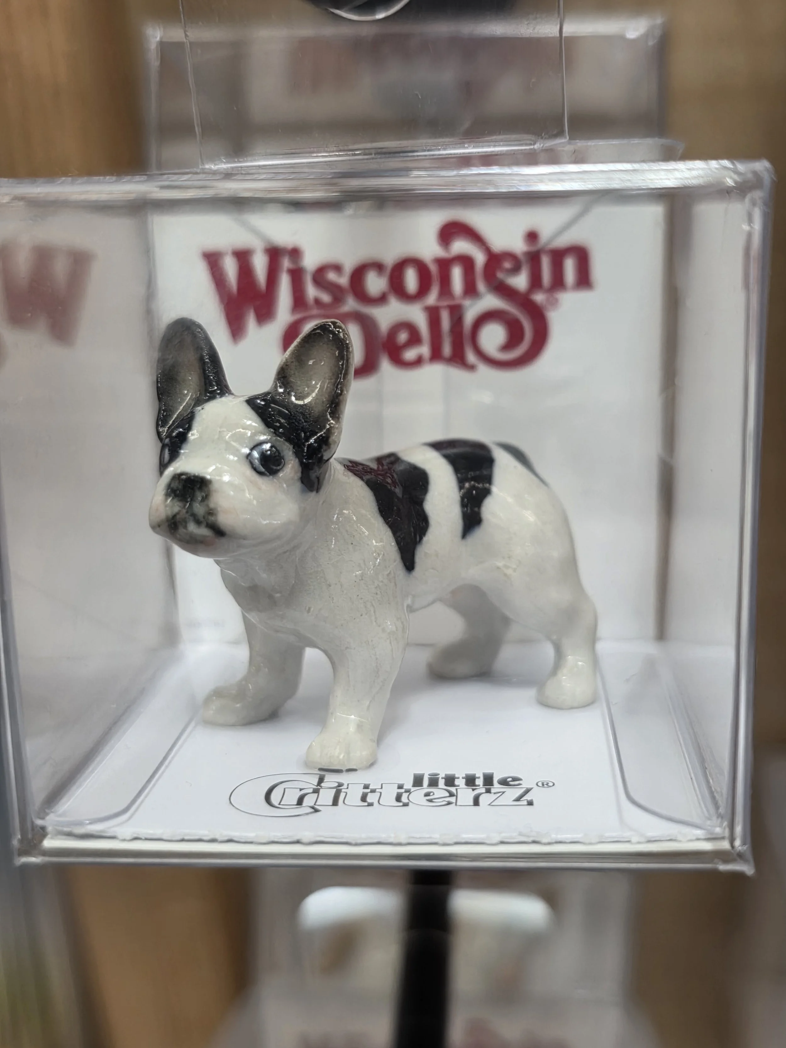 Maximus French Bulldog