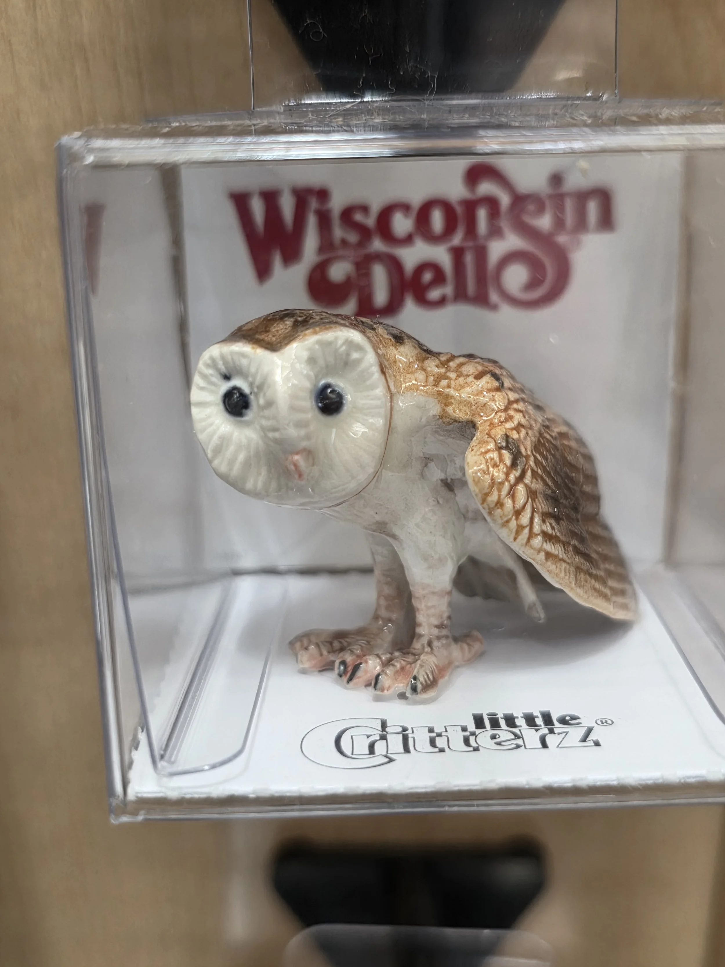 Paleface Barn Owl