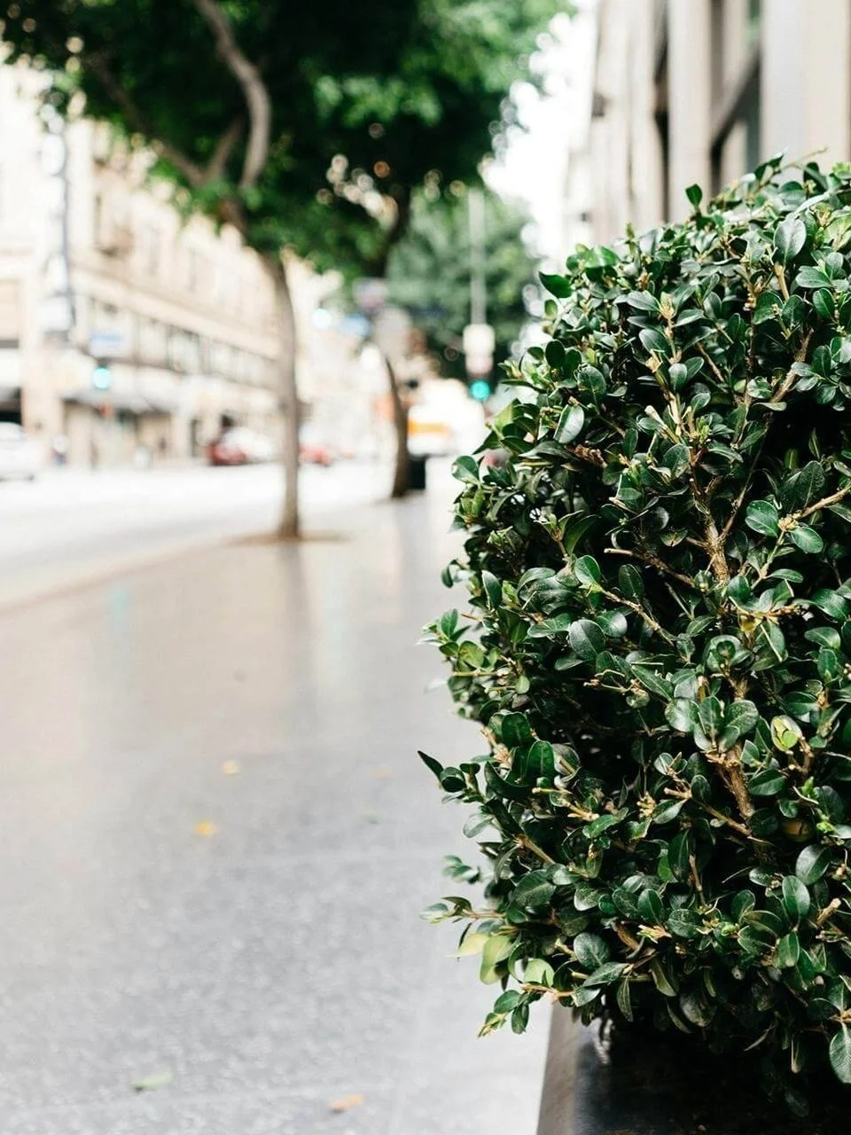 Close-up of a green, leafy bush on a city sidewalk with blurred street and buildings in the background.