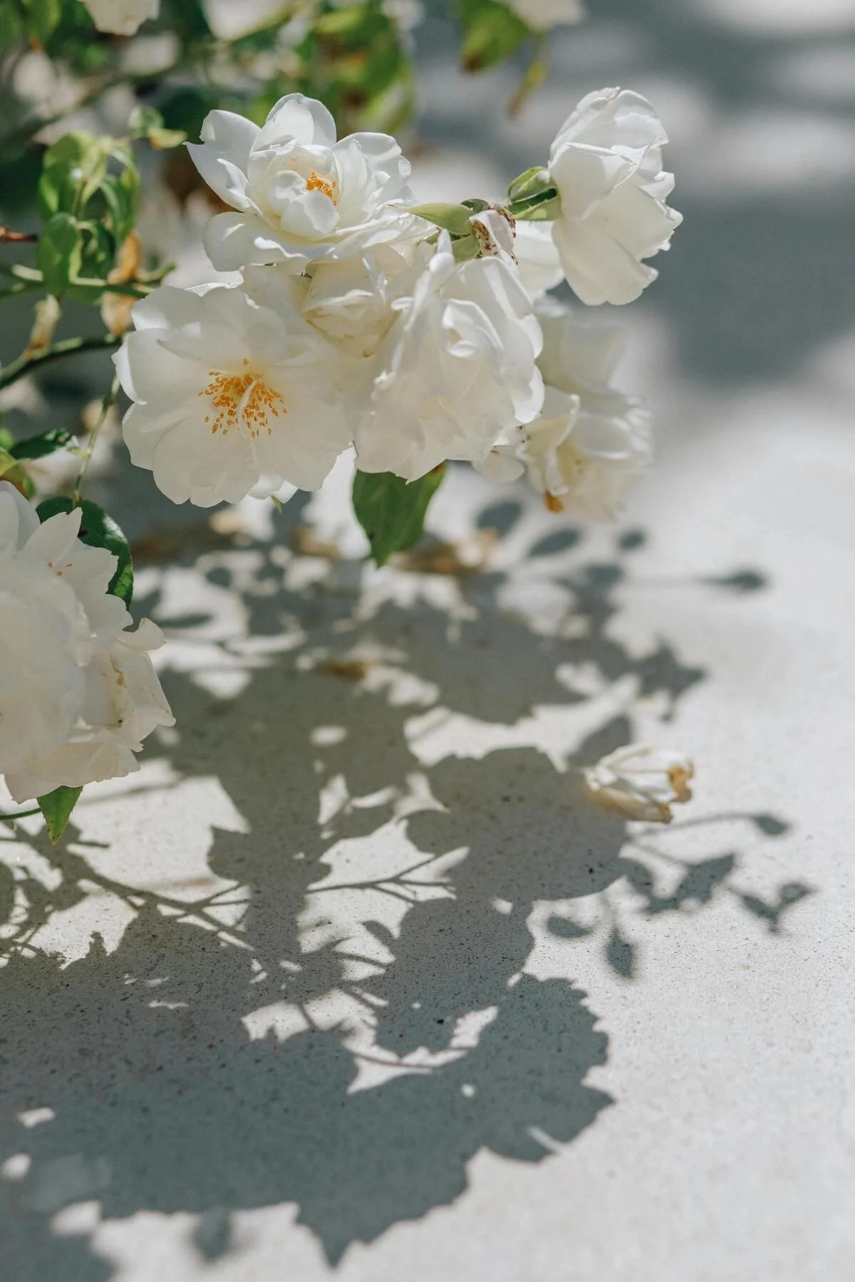 Close-up of white flowers casting shadows on a light-colored surface.