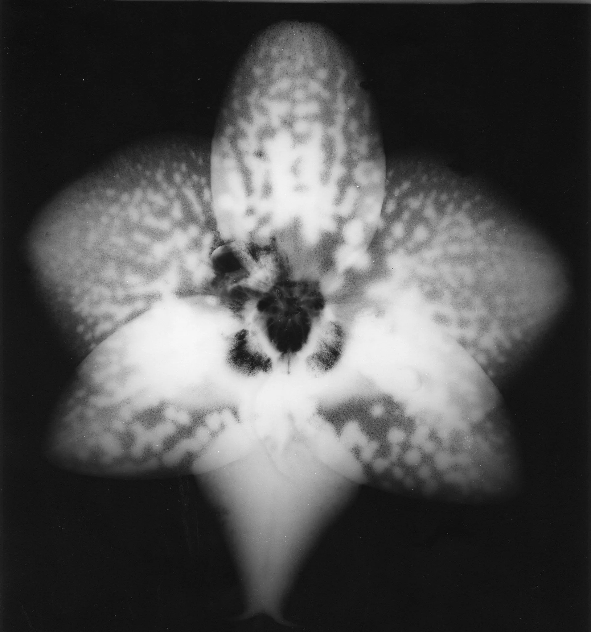 orquidea220260912_13092114_0008.jpg