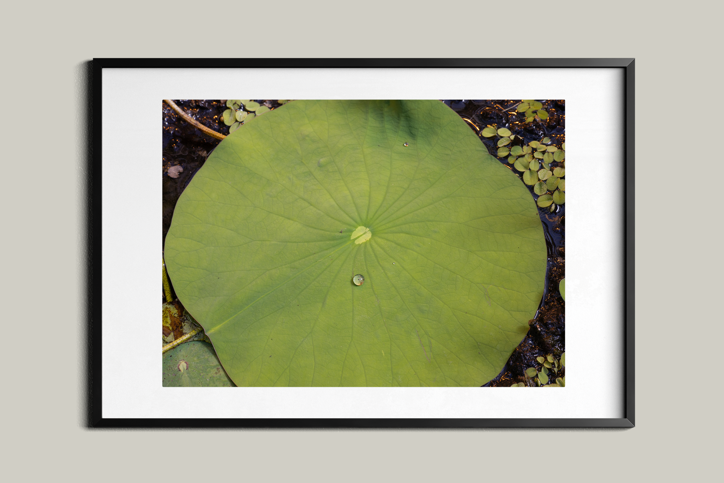 quadro_frame068.png