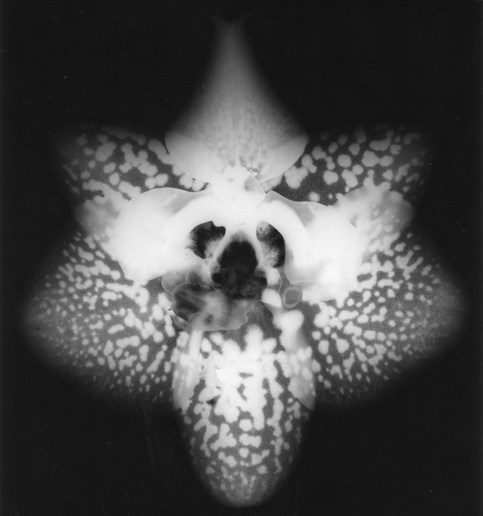 orquidea220260912_13081191_0007.jpg