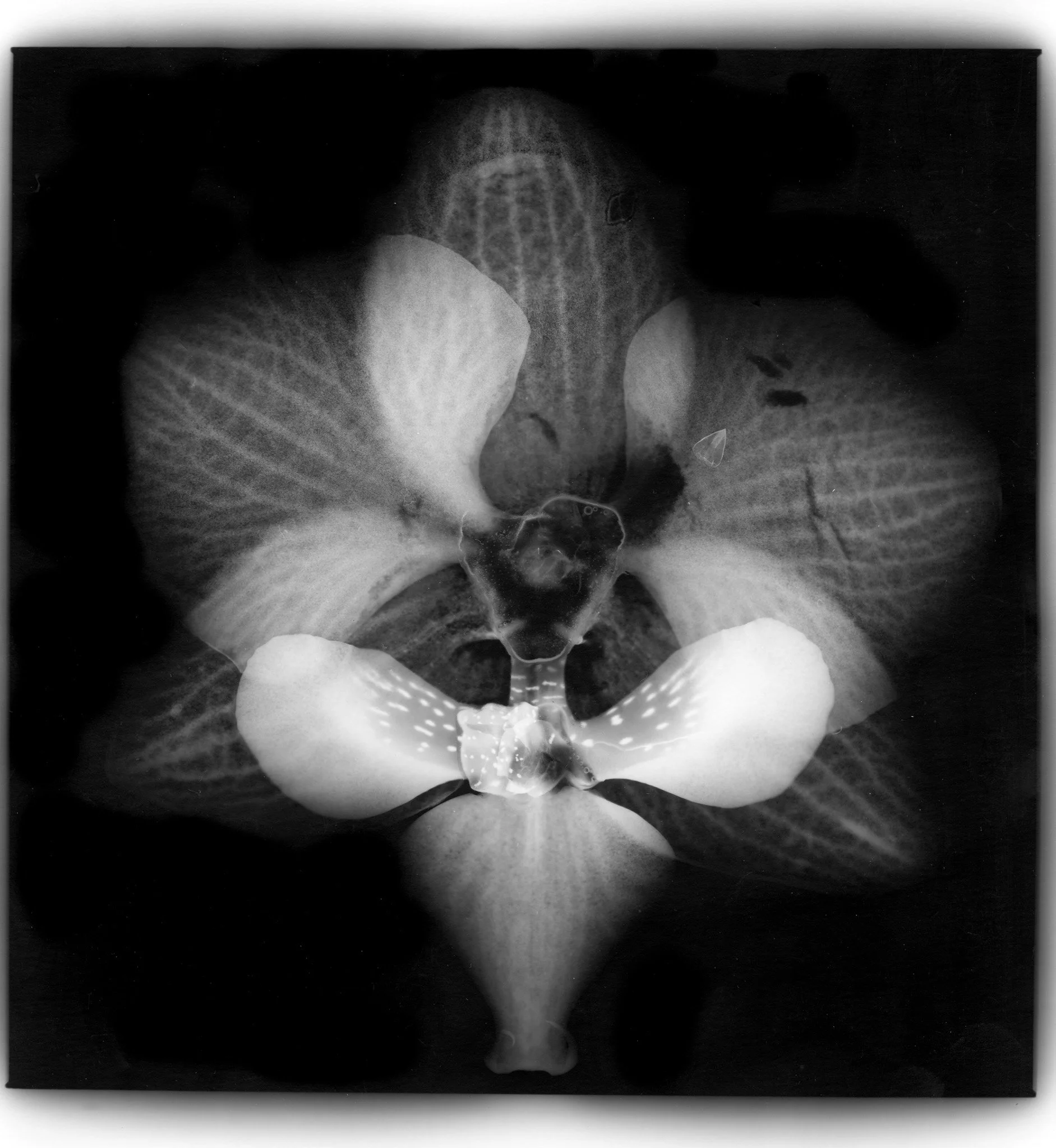Flores