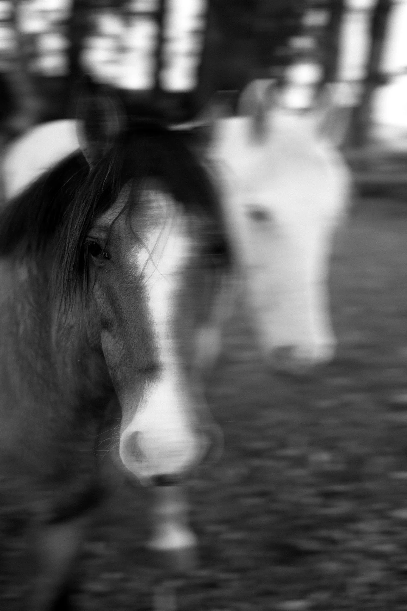 0027haras.jpg